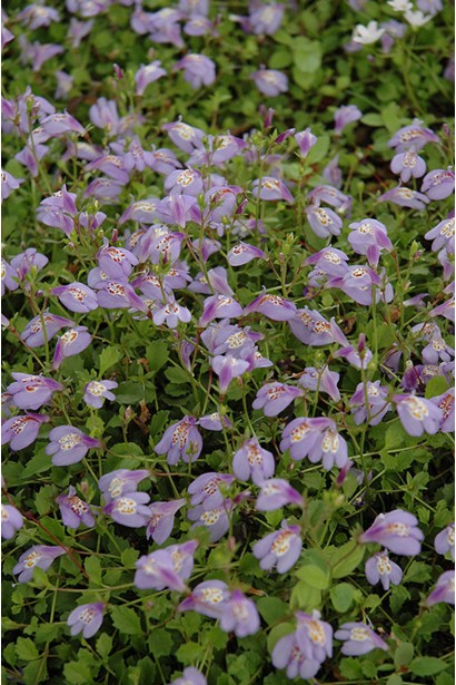 Мазус сиреневый.